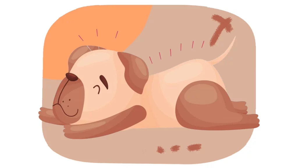 Hayvan Rehabilitasyon Merkezi 5 Rehabilitasyon Hizmetleri -Akupunktur