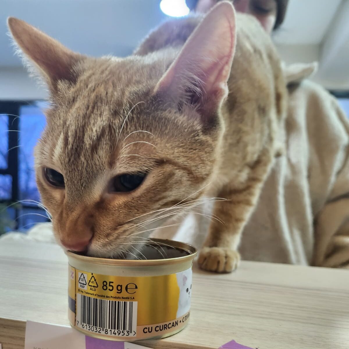 kedi beslenme danışmanlığı