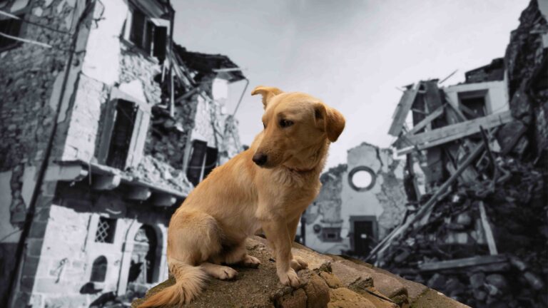 Depremde Kaybolan Hayvanlar İçin Neler Yapılabilir?