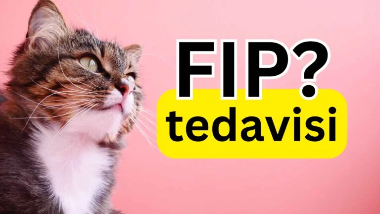 Fip Hastalığı Tedavisi 2 fip hastalığı tedavisi var mı?