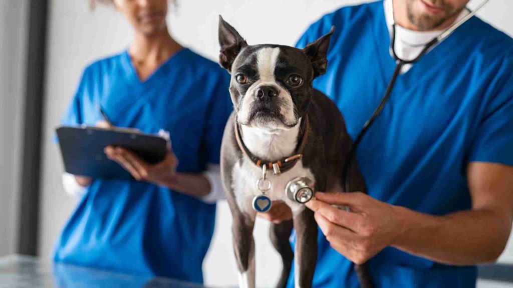veteriner hekimler köpeğin genel sağlık muayenelerini yapıyor
