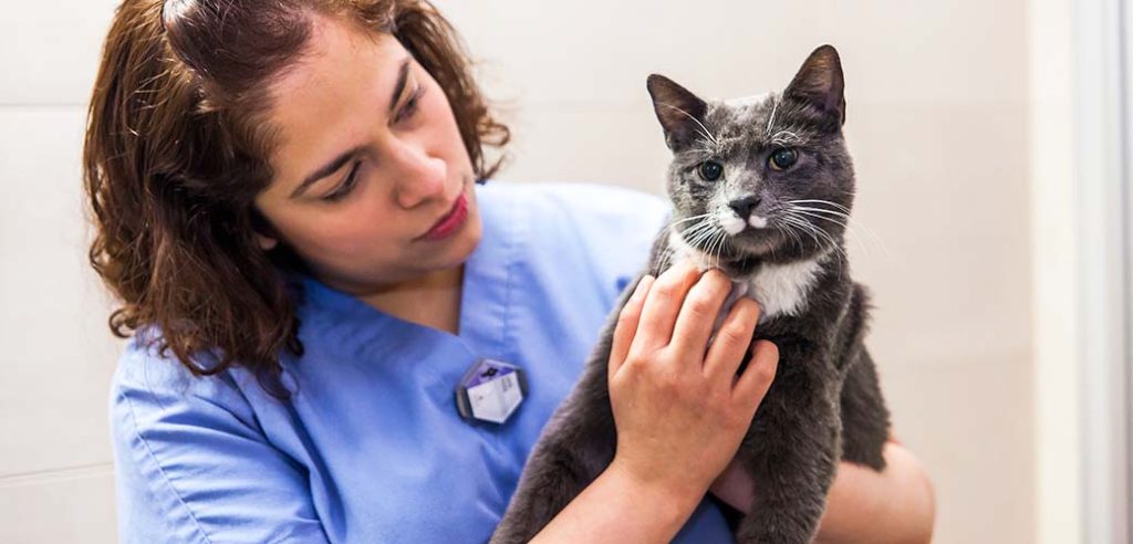 kedi böbrek hastalıkları teşhisi için veteriner tarafından sakinleştirilmeye çalışılıyor.