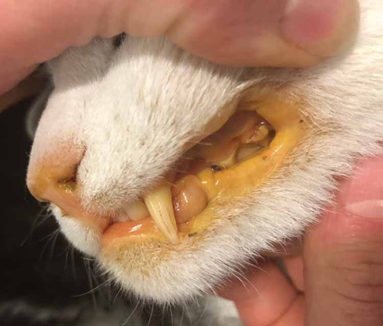 kedi fip dişler