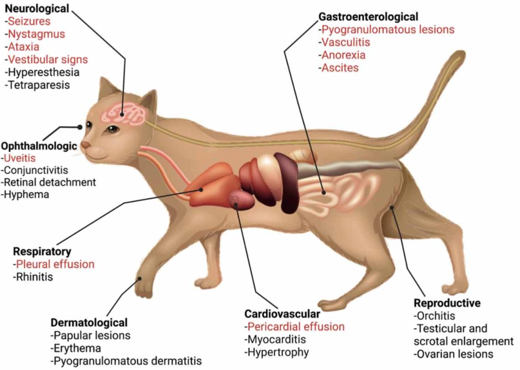 kedi fip hangi organlar