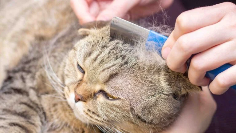 Kedi Tüy Dökme Sebepleri 8 Kedi Tüy Dökme Sebepleri