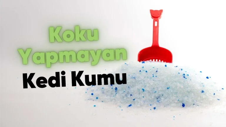 Koku Yapmayan Kedi Kumu Özellikleri 12 Koku Yapmayan Kedi Kumu Özellikleri