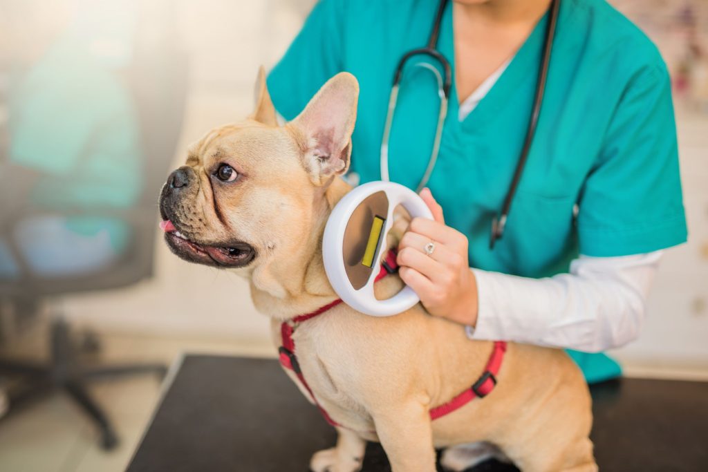 köpeklere çip nasıl takılır konusunda veteriner hekim köpek üzerinde çip kontrolü yapıyor.