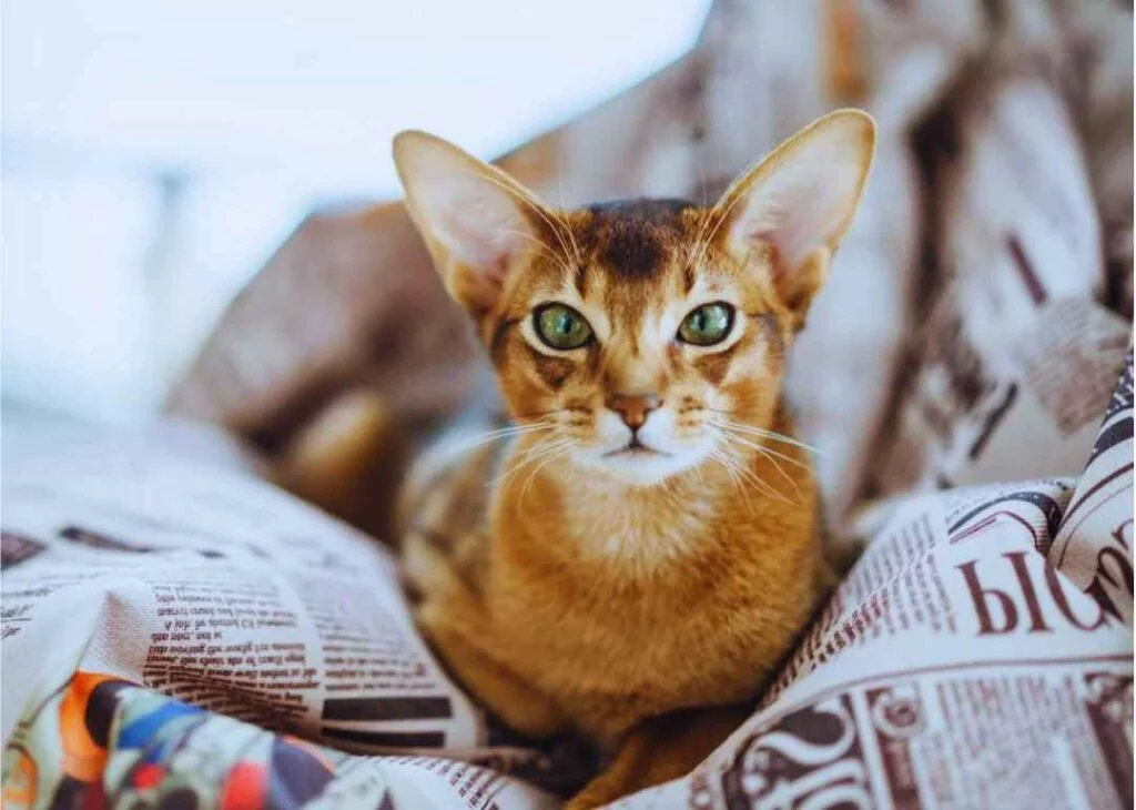 Kedi Cinsleri - Kedi Türleri ve Özellikleri 15 Abyssinian habeş kedisi
