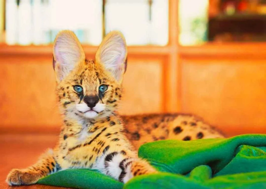 Kedi Cinsleri - Kedi Türleri ve Özellikleri 33 African serval kedisi