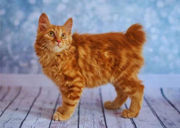 American Bobtail Kedisi Özellikleri 14 American Bobtail Kedisi Özellikleri