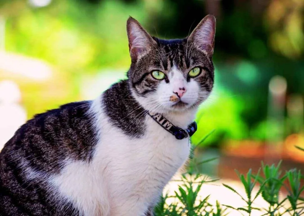 Kedi Cinsleri - Kedi Türleri ve Özellikleri 23 American wirehair kedisi