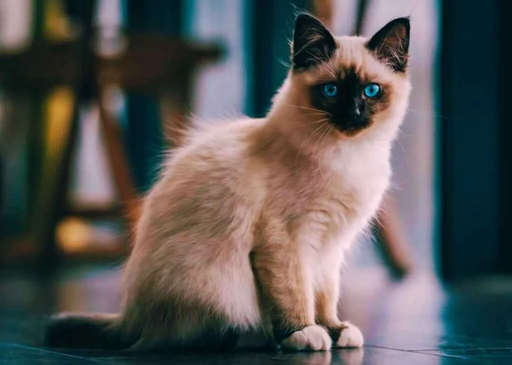 Kedi Cinsleri - Kedi Türleri ve Özellikleri 32 Birman kedisi