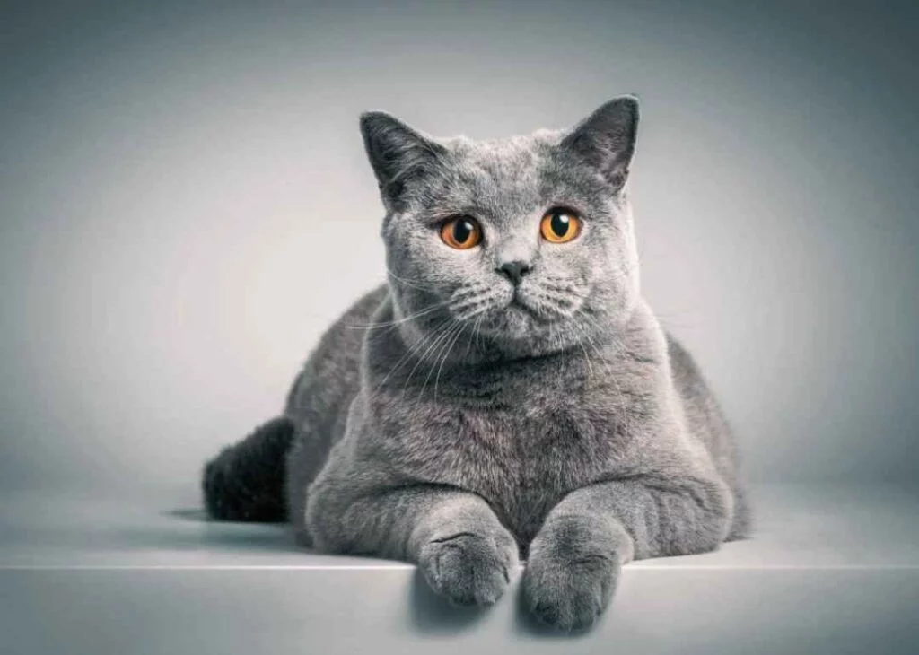 Kedi Cinsleri - Kedi Türleri ve Özellikleri 18 British shorthair kedisi