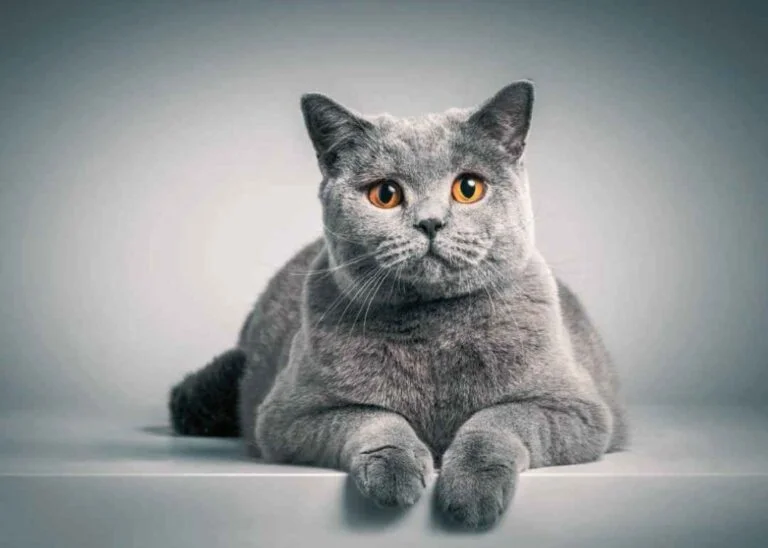 British Shorthair Kedisi Özellikleri 6 British Shorthair Kedisi Özellikleri