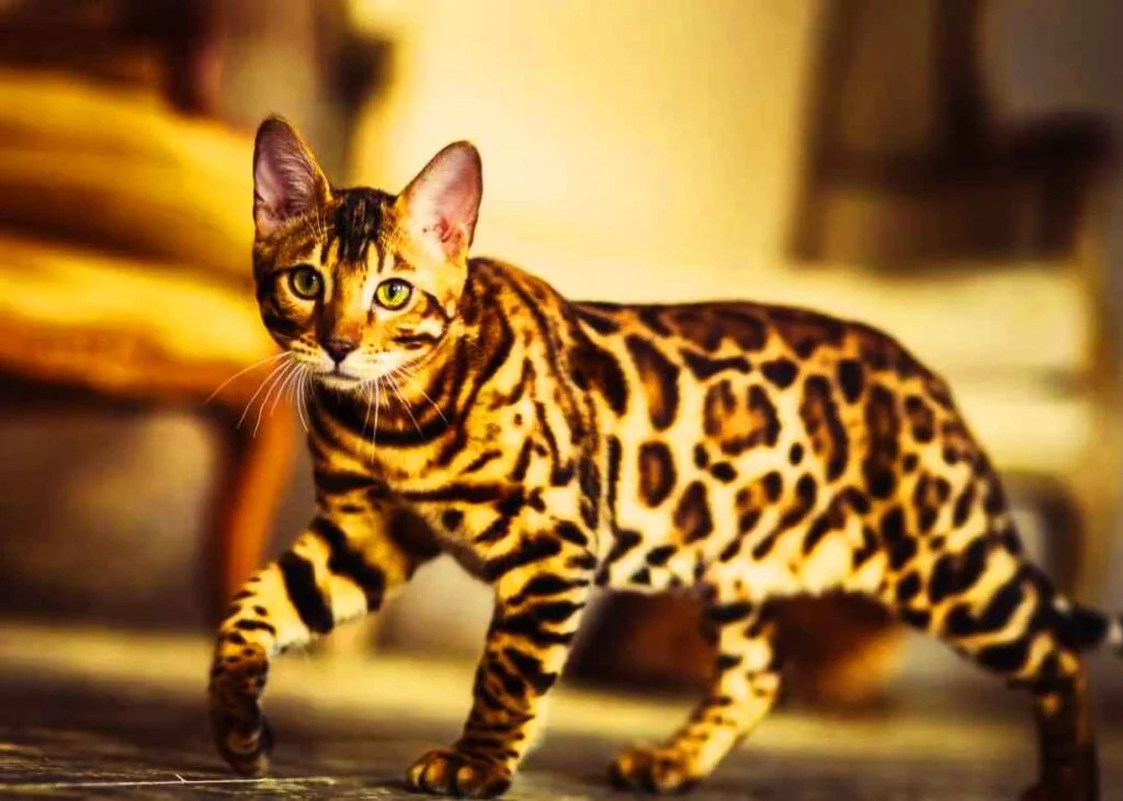 Cheetoh çita kedisi