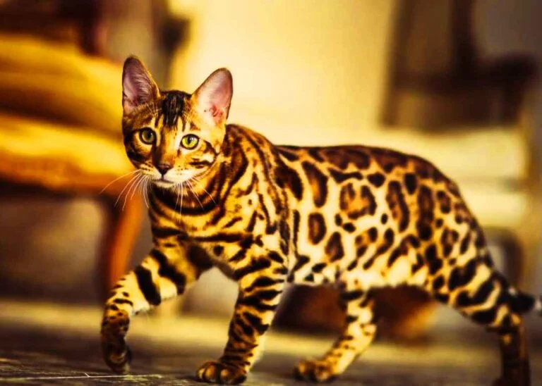 Cheetoh Kedisi Özellikleri Ve Bakımı