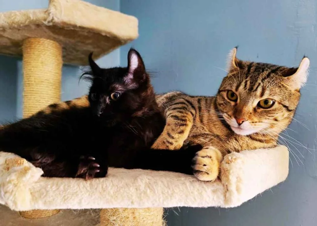 Kedi Cinsleri - Kedi Türleri ve Özellikleri 21 Desert lynx kedisi