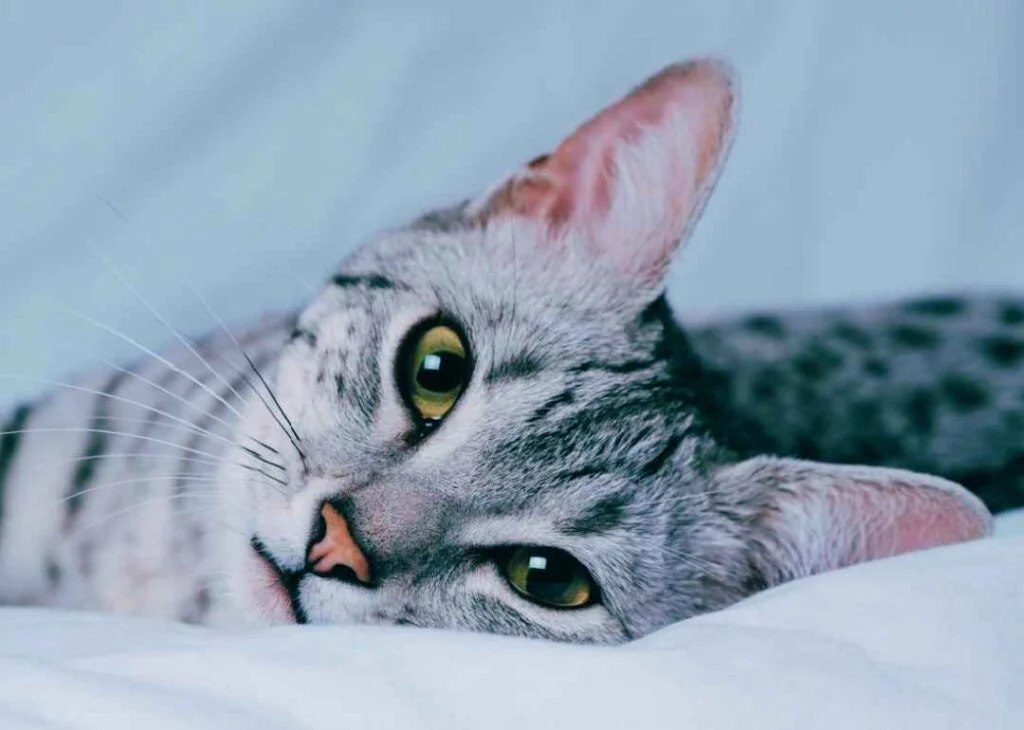 Kedi Cinsleri - Kedi Türleri ve Özellikleri 28 mısır mau kedisi