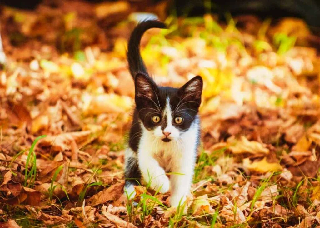 European shorthair kedisi