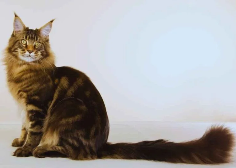 Maine Coon Kedisi Özellikleri Ve Bakımı