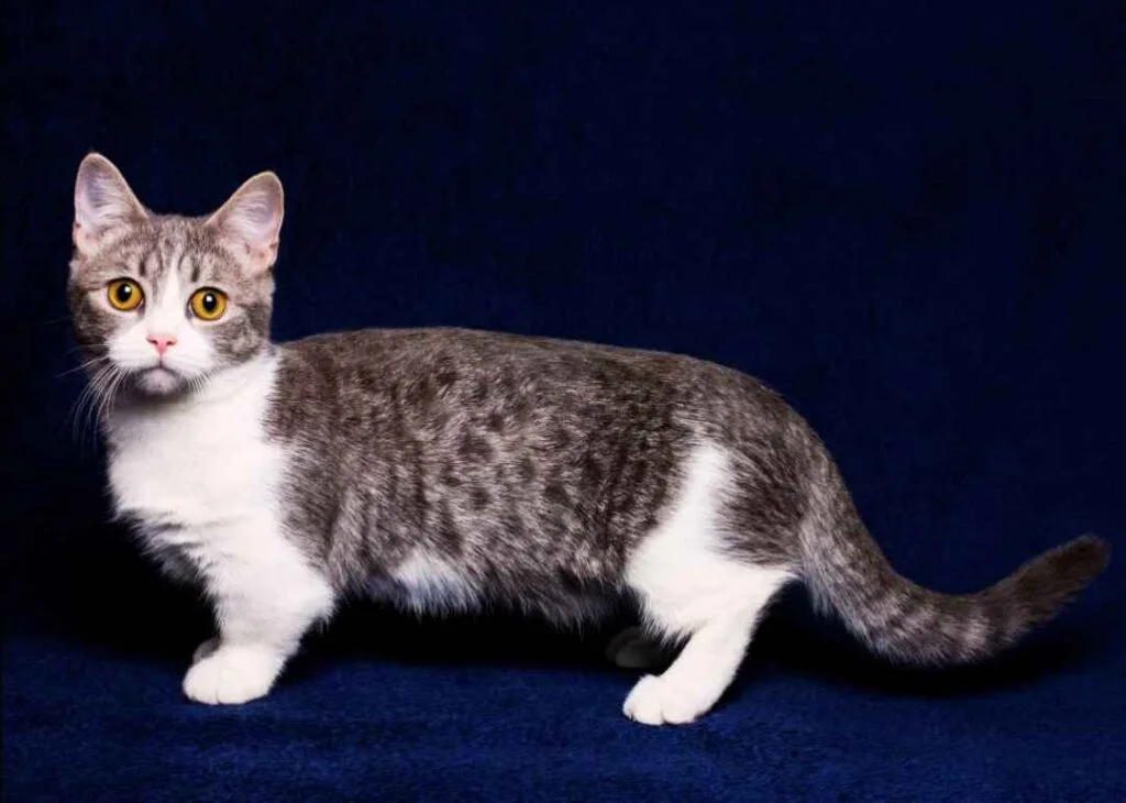 Kedi Cinsleri - Kedi Türleri ve Özellikleri 34 Munchkin kedisi