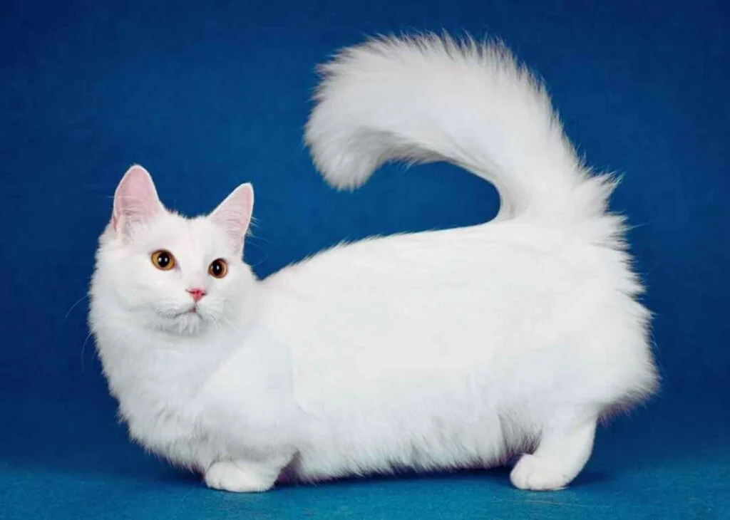 Kedi Cinsleri - Kedi Türleri ve Özellikleri 24 Napoleon kedisi