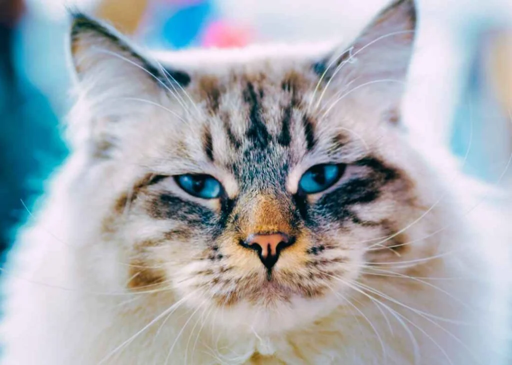 Kedi Cinsleri - Kedi Türleri ve Özellikleri 26 Ragamuffin kedisi