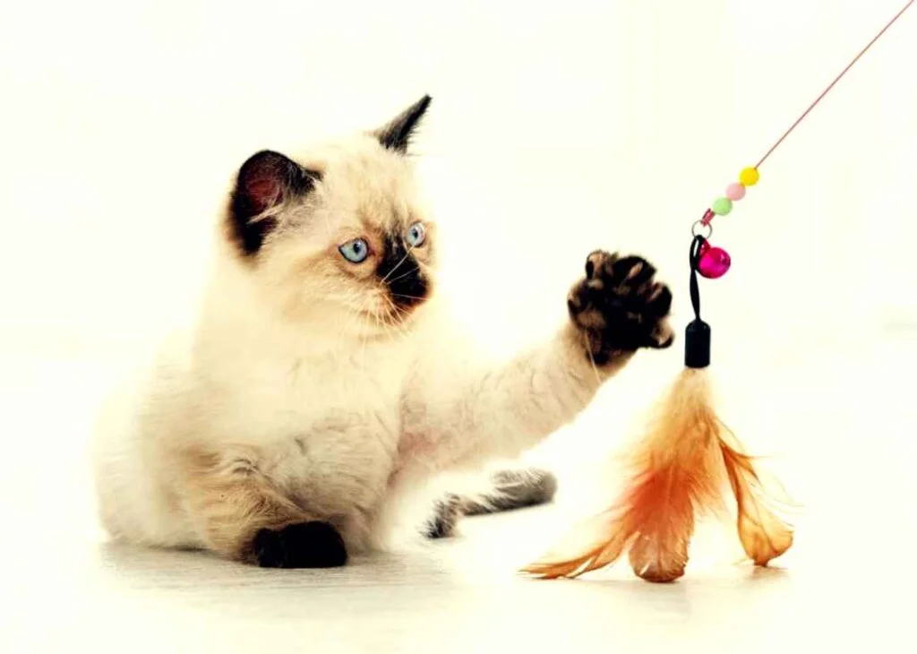 Kedi Cinsleri - Kedi Türleri ve Özellikleri 27 Ragdoll kedisi