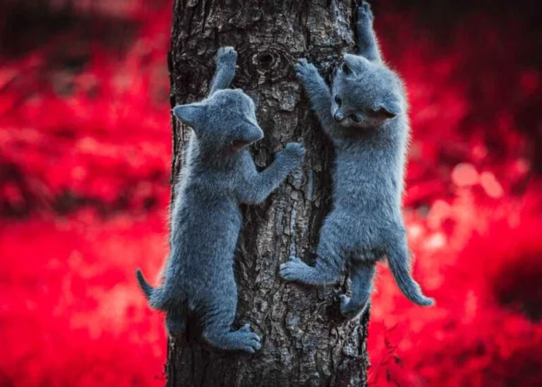 Russian Blue Kedisi Özellikleri