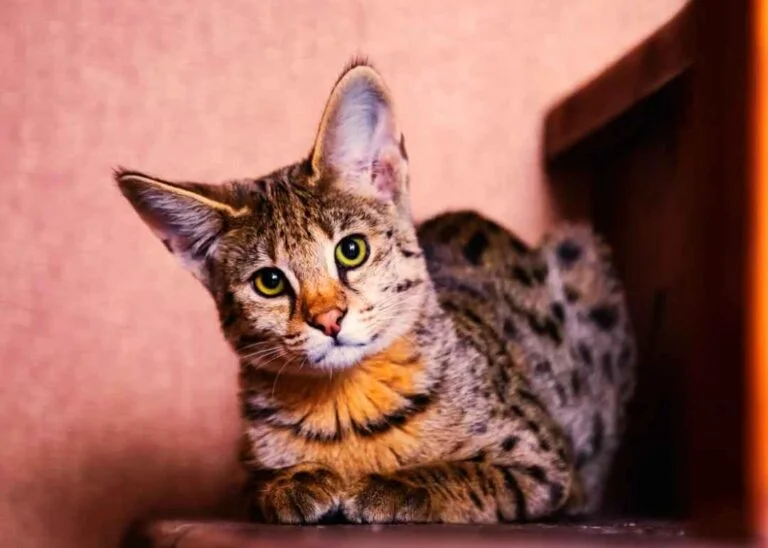 Savannah Kedisi Özellikleri 11 Savannah Kedisi Özellikleri