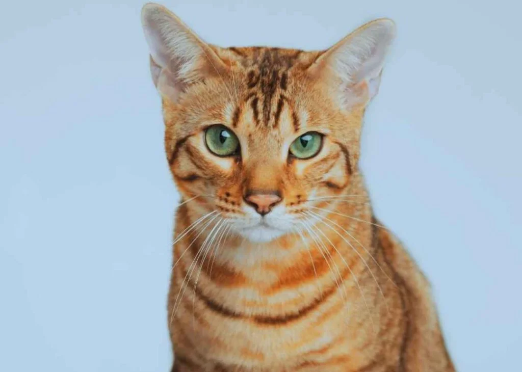 Kedi Cinsleri - Kedi Türleri ve Özellikleri 30 Serengeti kedisi