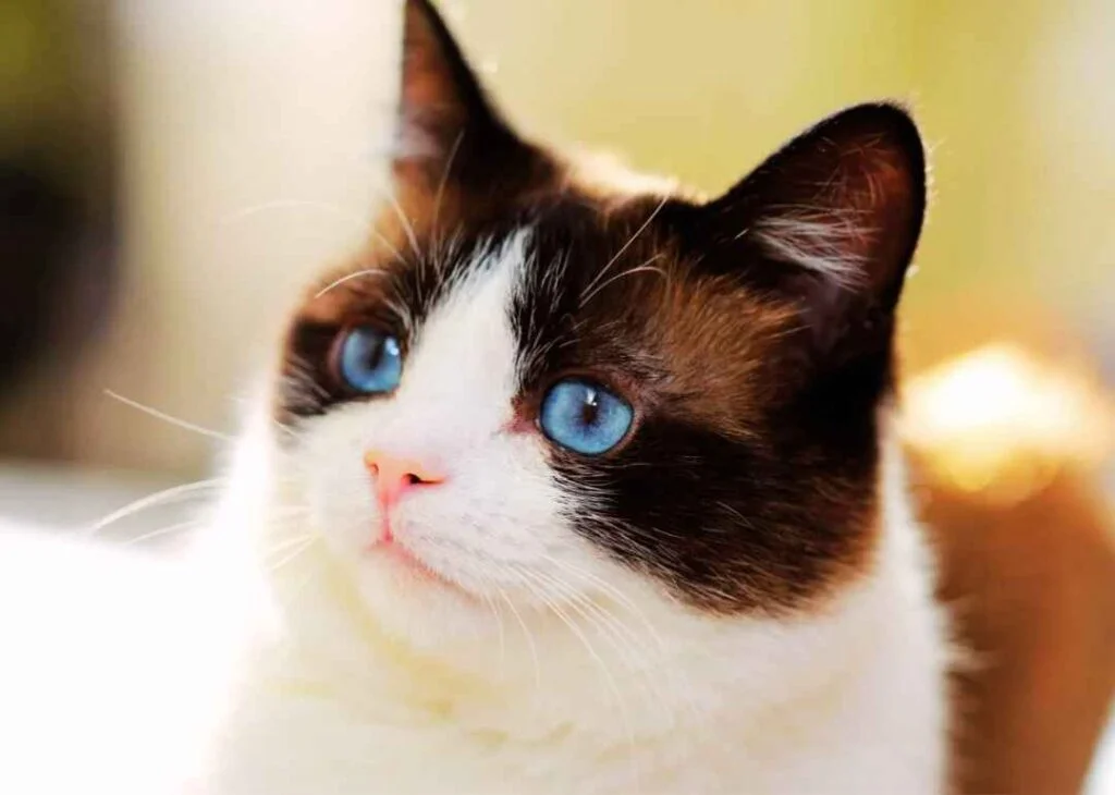 Kedi Cinsleri - Kedi Türleri ve Özellikleri 31 Snowshoe kedisi