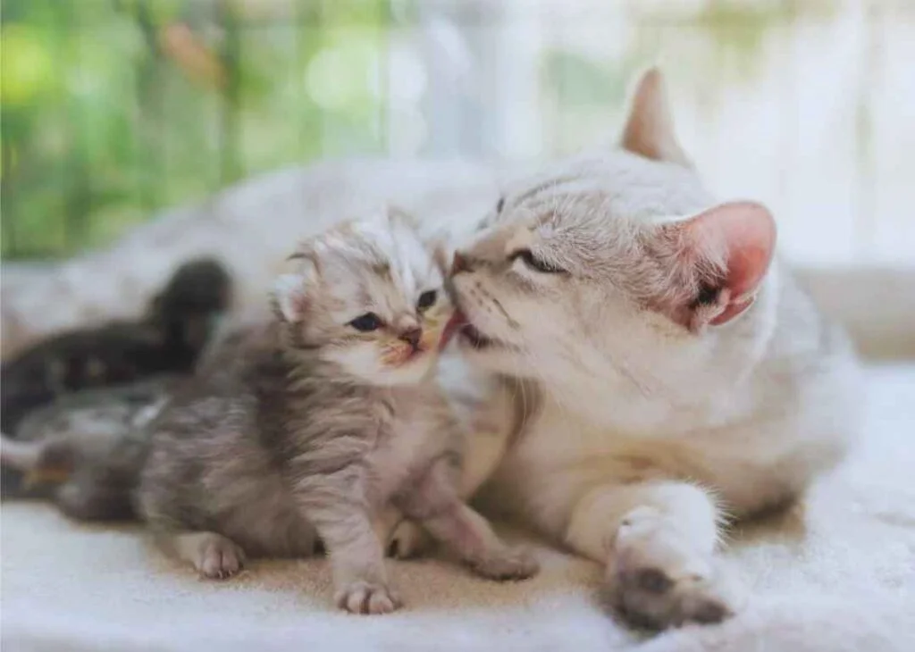 American shorthair kedisi