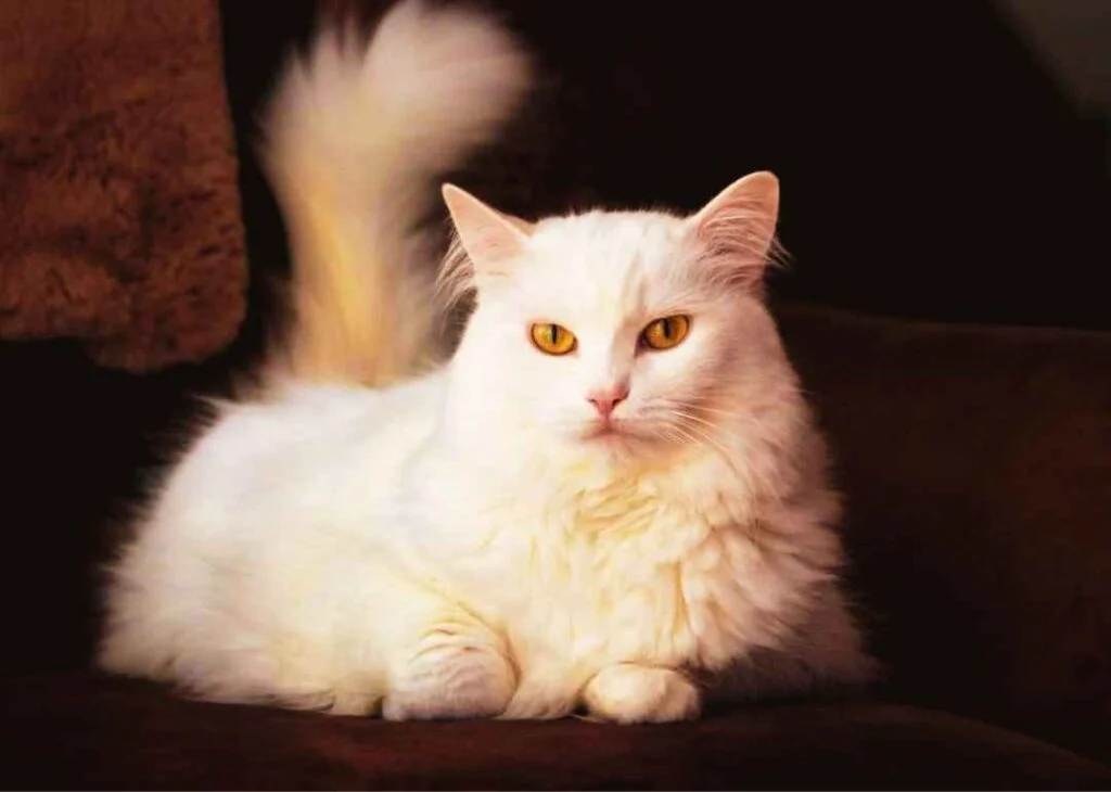 Kedi Cinsleri - Kedi Türleri ve Özellikleri 29 ankara kedisi