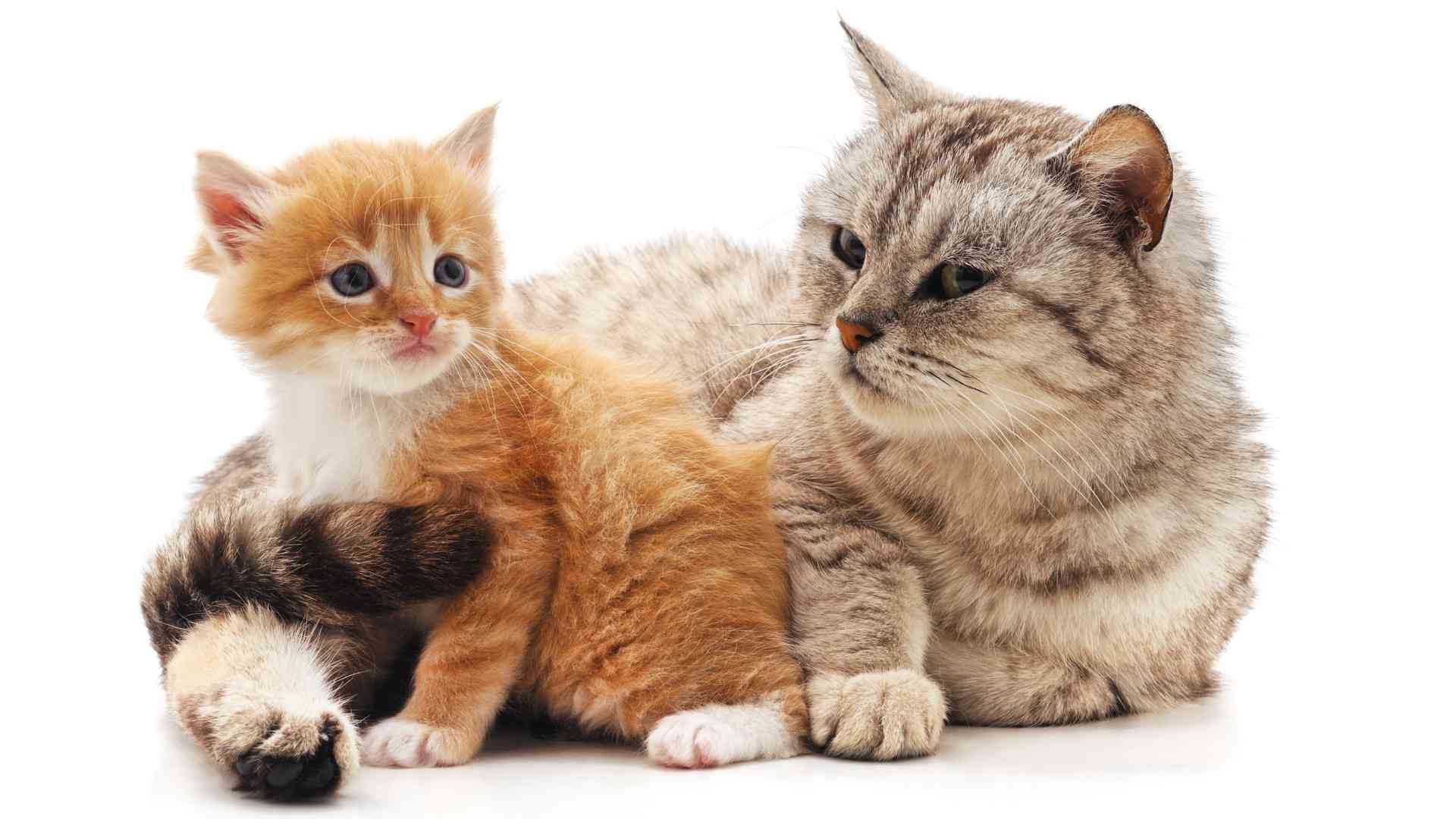 Kediler Üvey Annelik Yapabilir Mi?