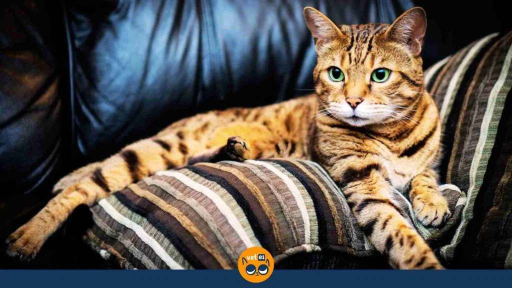 Bengal Kedisi Özellikleri Ve Bakımı 2 Bengal Kedisi Genel Özellikleri