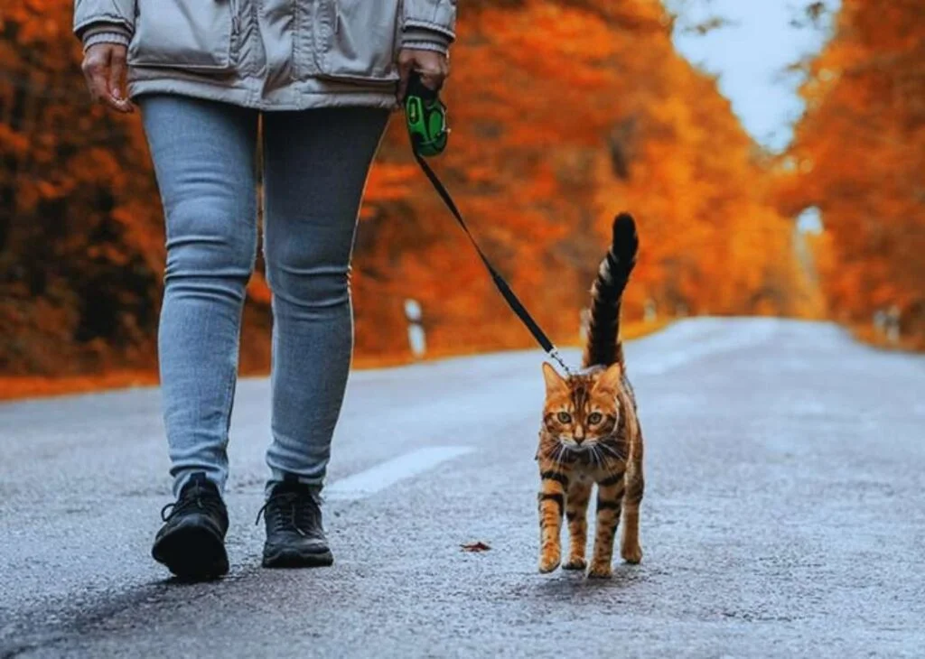 Bengal Kedisi Özellikleri Ve Bakımı 5 bengal kedisi sahiplenme