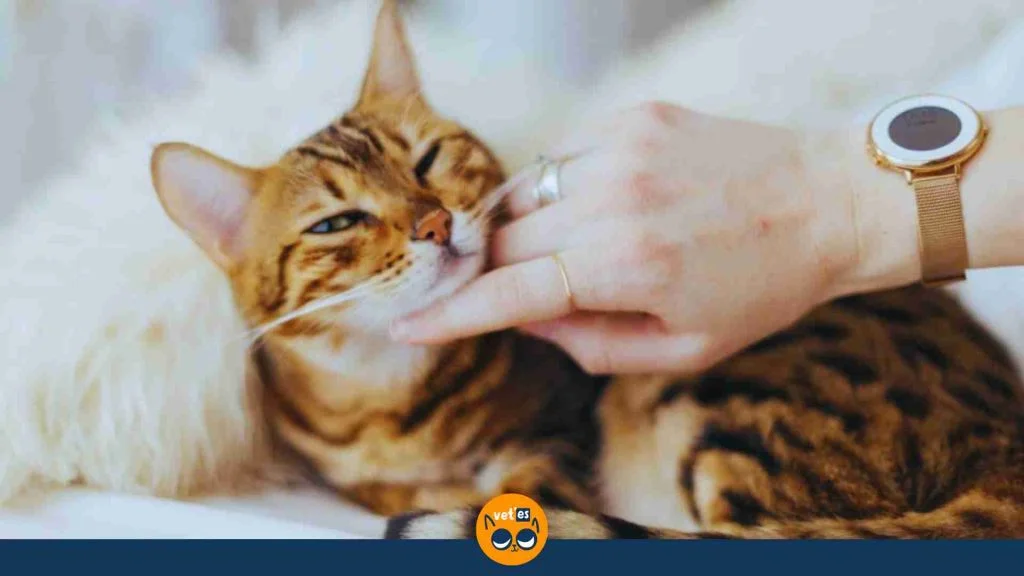 Bengal Kedisi Özellikleri Ve Bakımı 3 Bengal Kedisinin Artıları