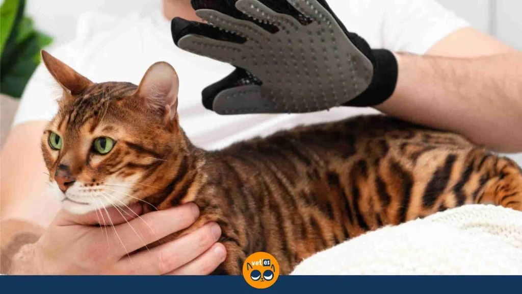 Bengal Kedisi Özellikleri Ve Bakımı 4 Bengal Kedisinin Eksileri