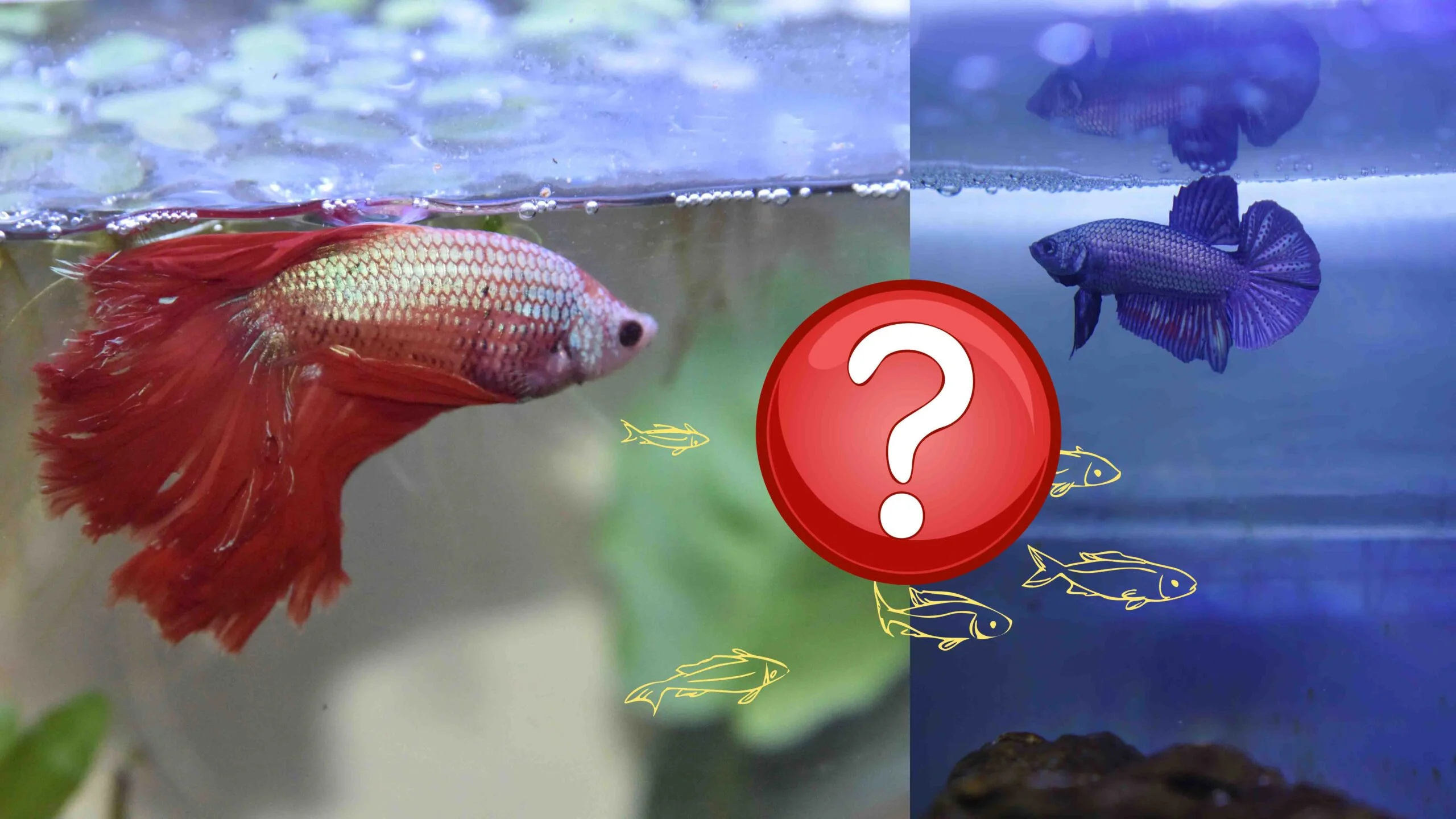 Beta Balık Çiftleştirme 1 beta balık çiftleştirme