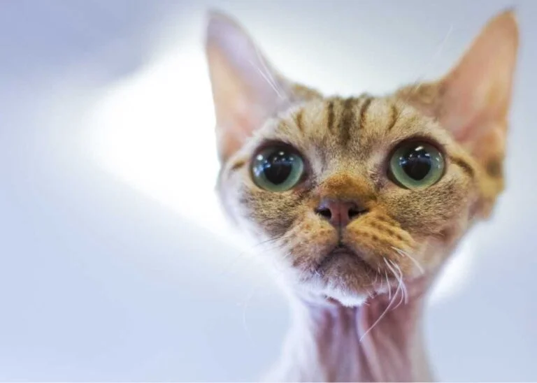 Ankara Veteriner Pet Kuaför Hizmetleri