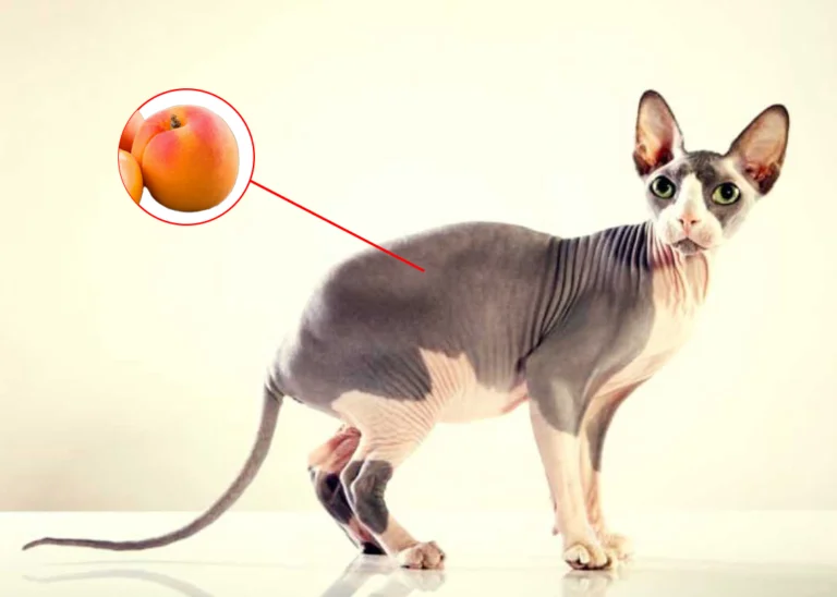 En Az Tüy Döken Kedi Irkları