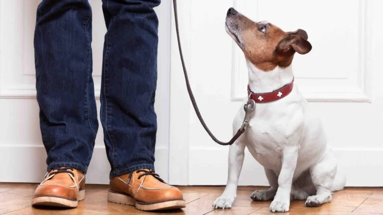 En Hızlı Köpek Eğitimi