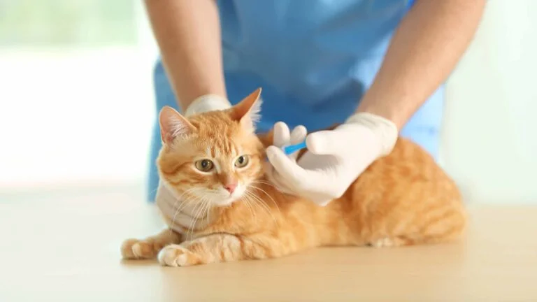 Evcil Hayvan Aşı Takvimi