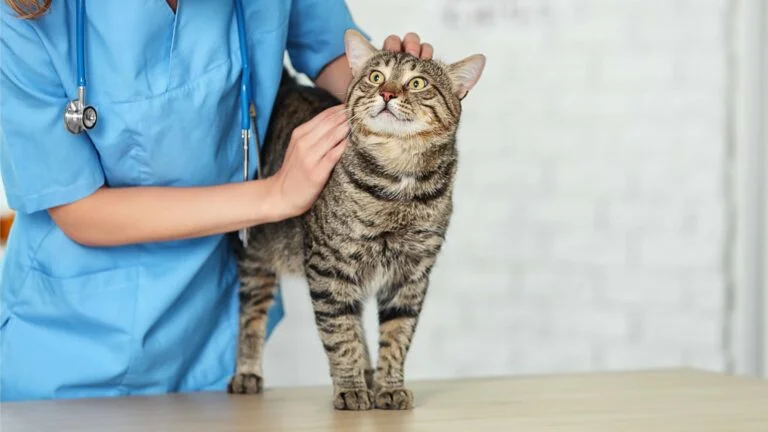 Evcil Hayvanlarda Yıllık Bakım 6 Evcil Hayvanlarda Yıllık Bakım