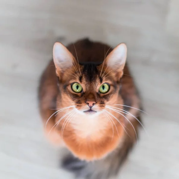 Kedi Cinsleri - Kedi Türleri ve Özellikleri 38 evde bakımı kolay kedi somali