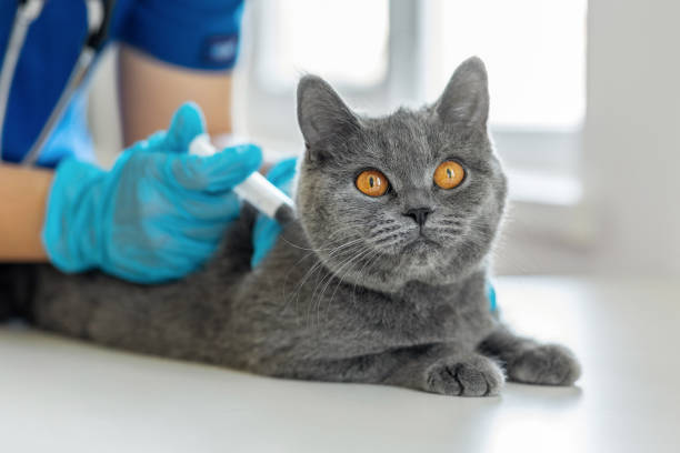 evde kedi aşısı yapabilir miyim