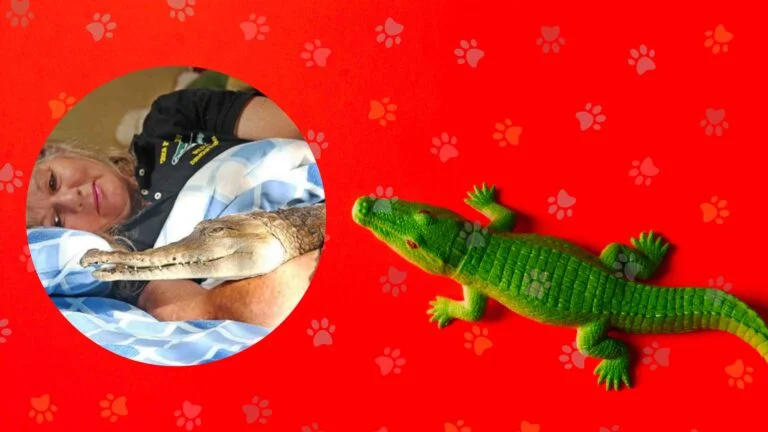 Evde timsah beslenir mi? 13 Evde timsah beslenir mi?