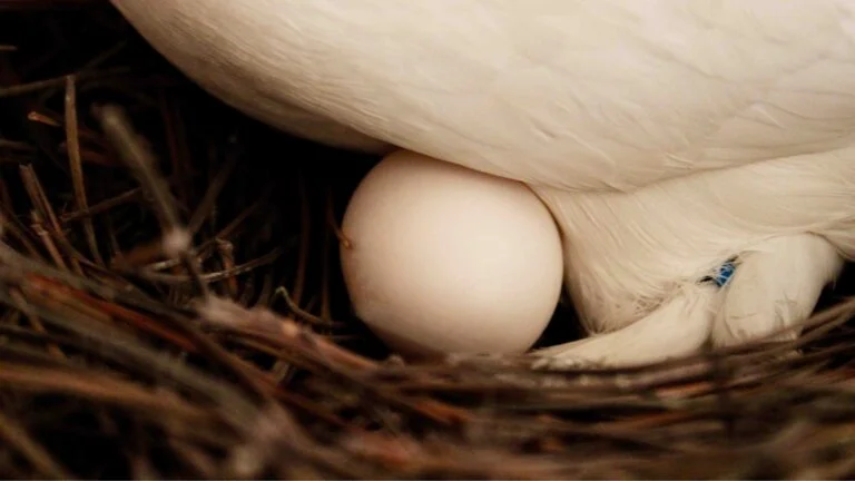 Güvercinim Boş Yumurtluyor