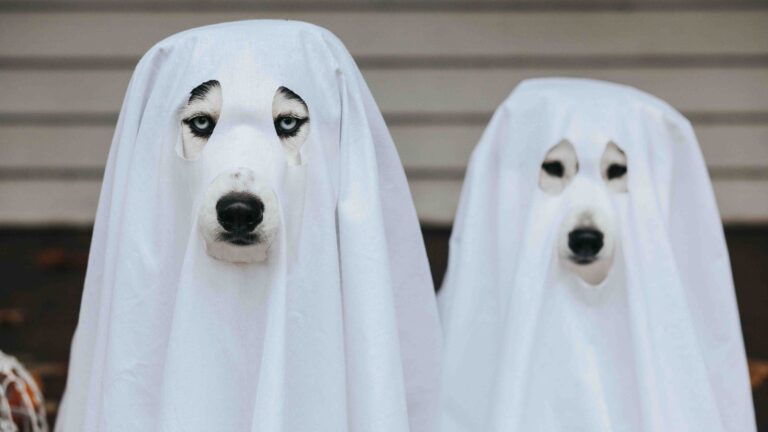Evcil hayvanlar hayaletleri görebilir mi?